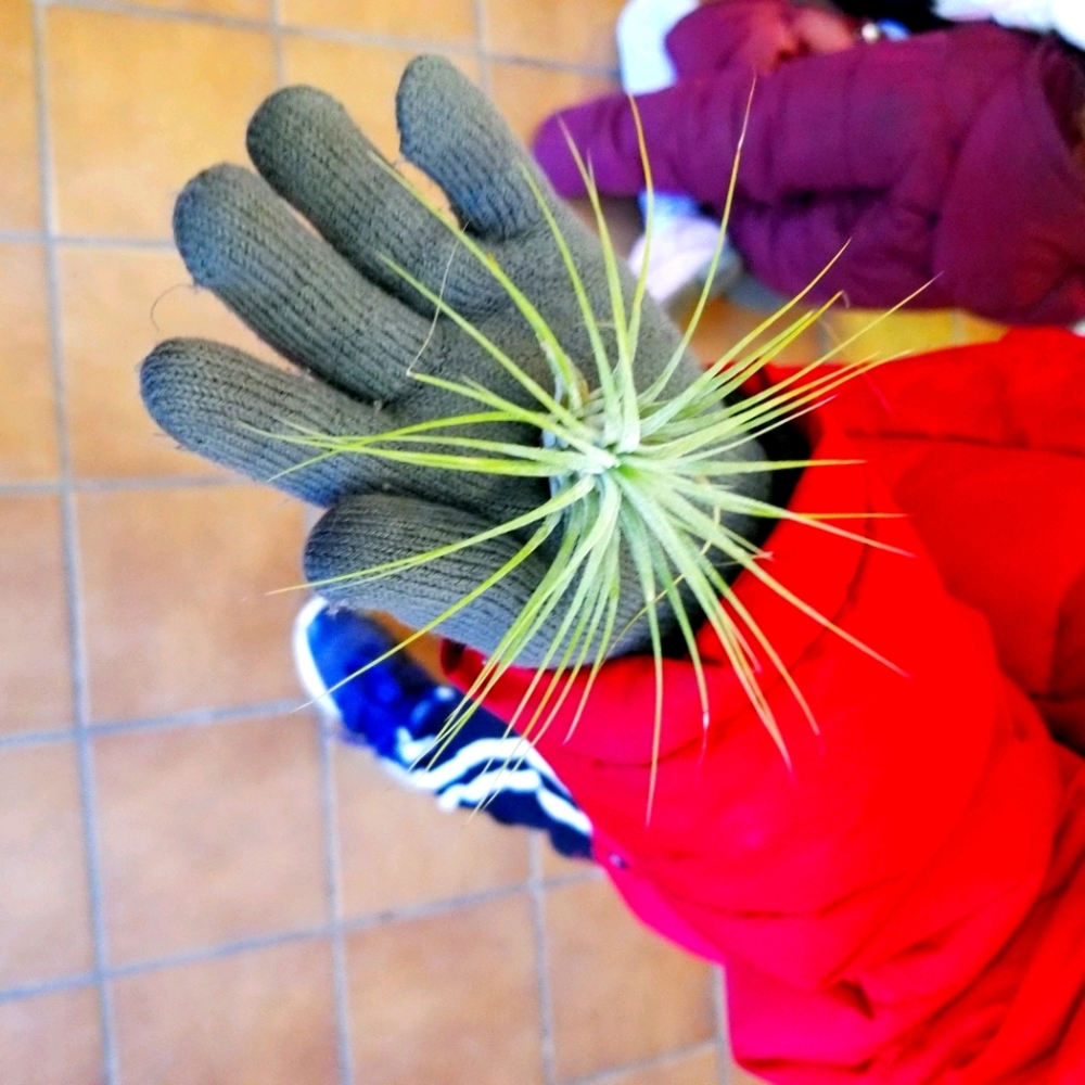 Air plant